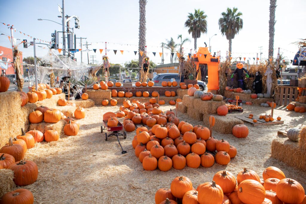 pumpkin-patch-things-to-do-tampa-florida