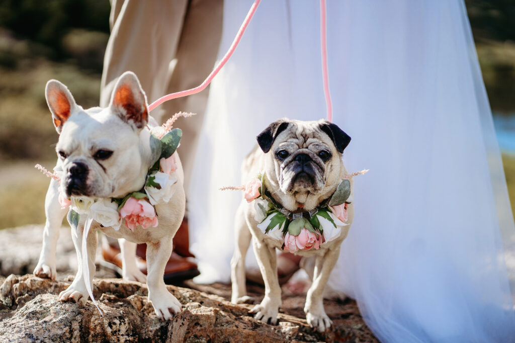 Colorado elopement photographer captures dog wearing flower necklaces