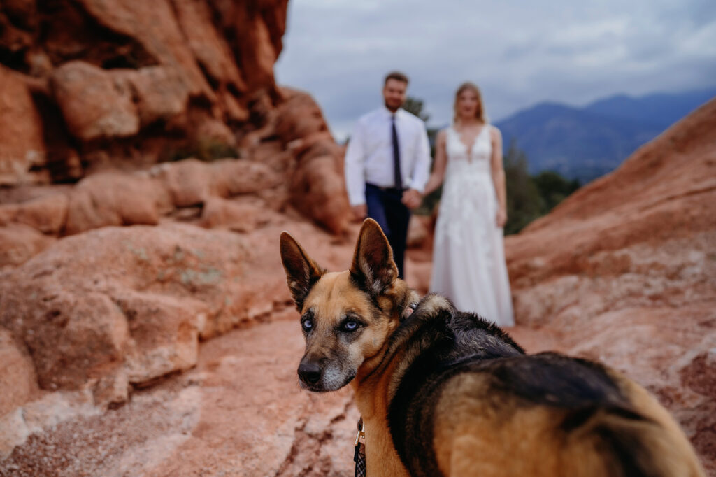 Colorado elopement photographer captures dog looking back while bride and groom walked away