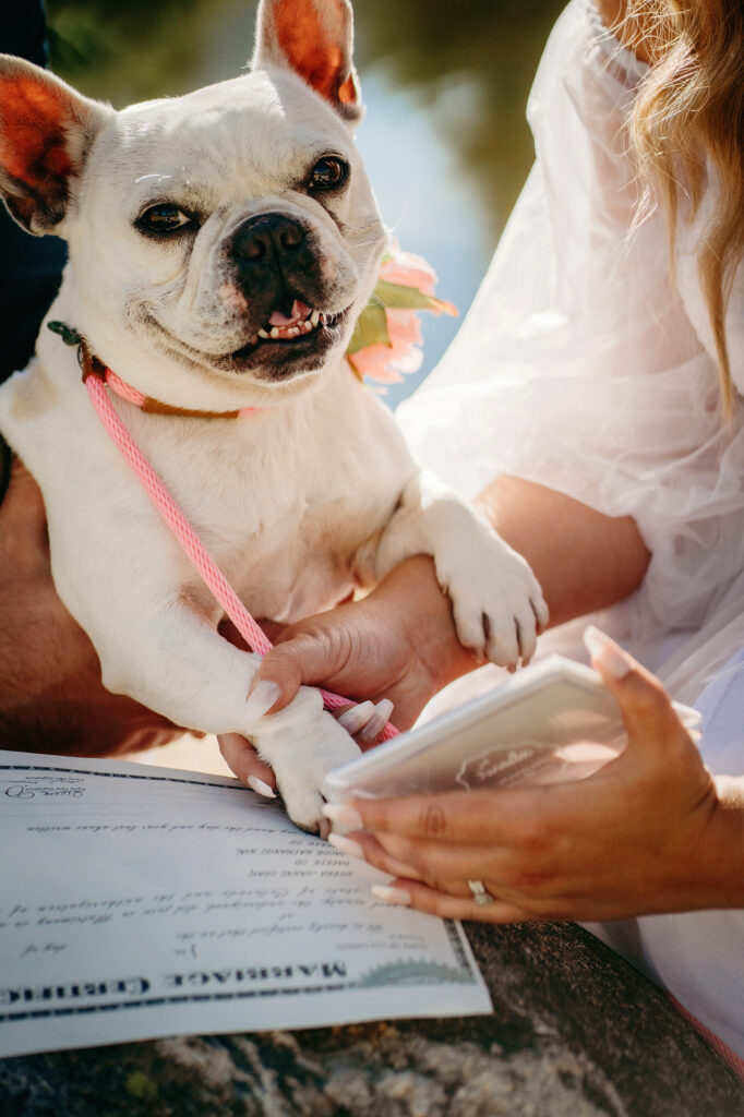 Colorado elopement photographer captures dog 'signing' as witness to owners wedding 