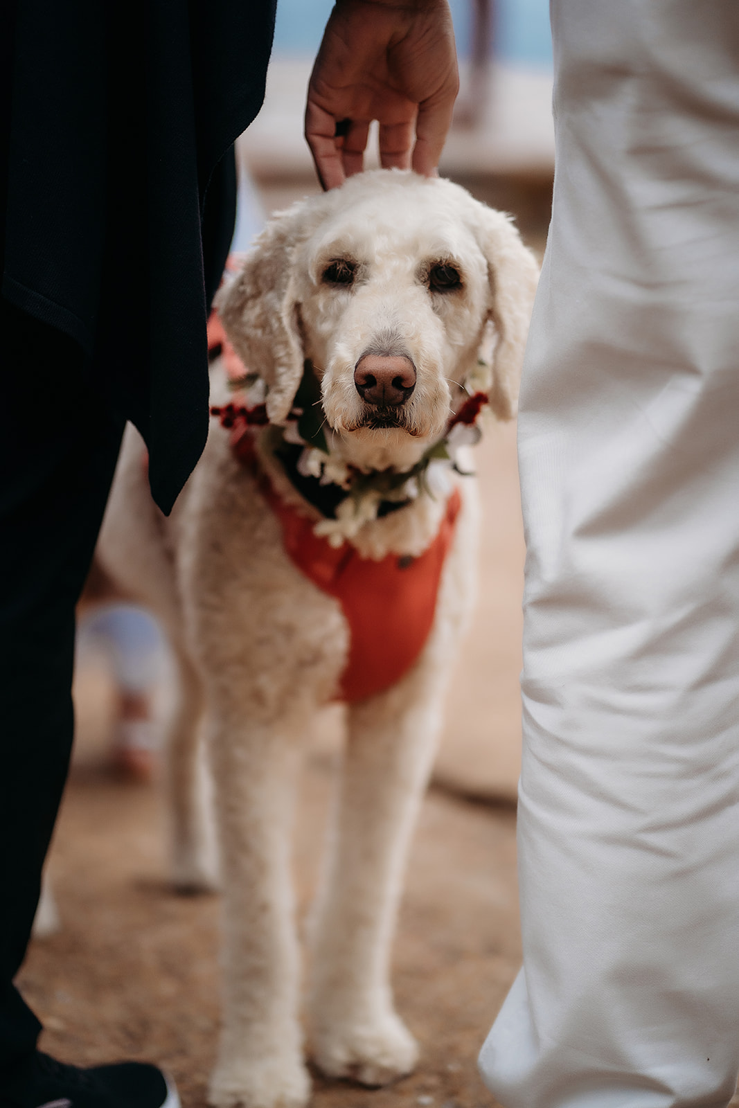 Wedding dog wearing a floral collar, adding personality and charm to the celebration.