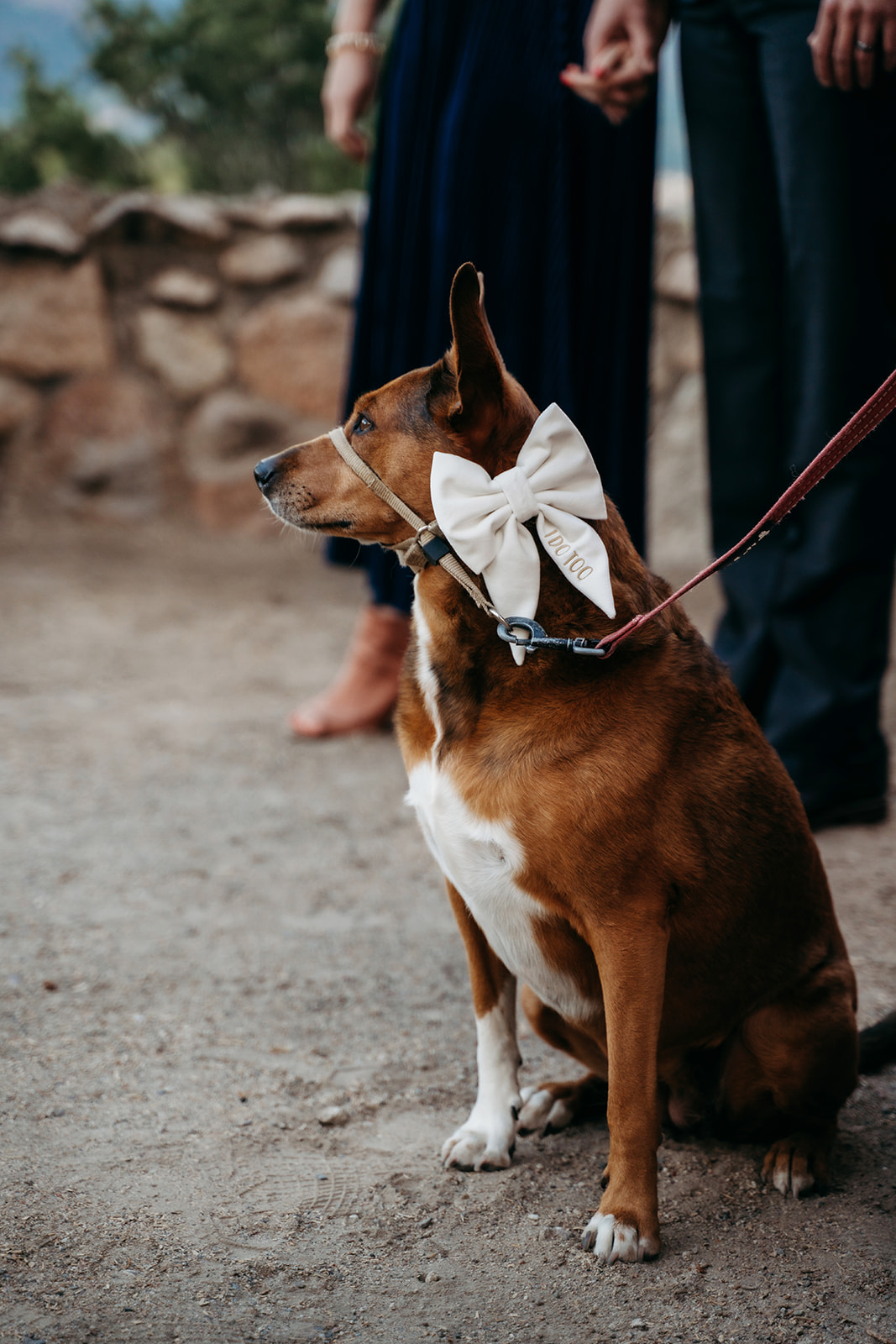 Wedding dog wearing a big bow with “love” tag, sitting patiently during the outdoor ceremony.