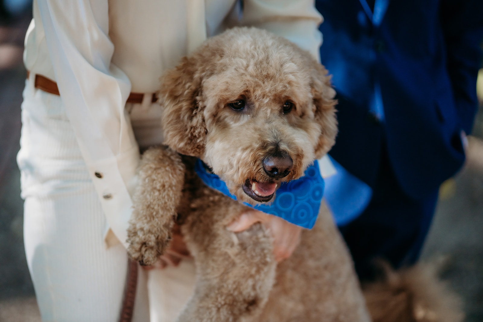 Mother holds family dog while he wears a blue bandana looking sharp